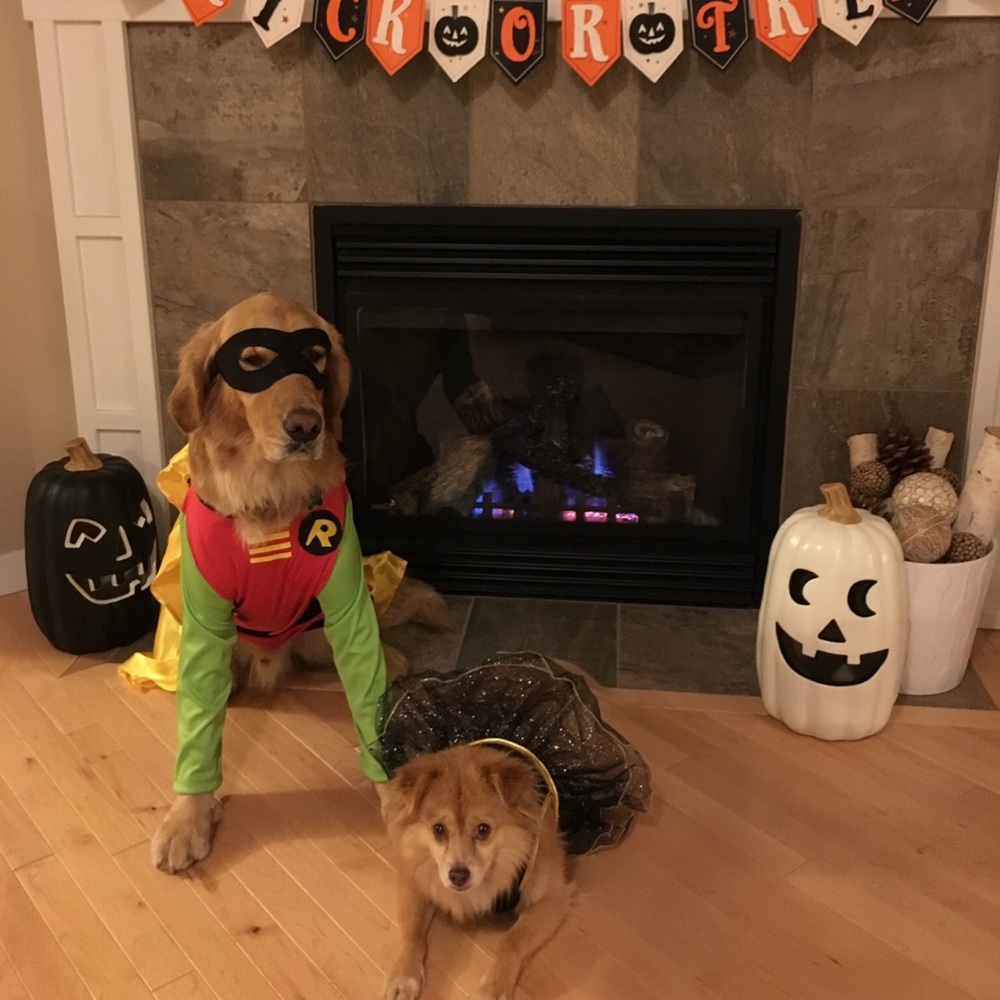 Batman brand Bat girl dog costume. Size medium. - Picture 5 of 5